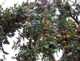 Pommes < Rozoy-sur-serre < Aisne < Picardie - 