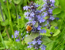 Insectes pollinisateurs < Thiérache < Aisne < Picardie - 
