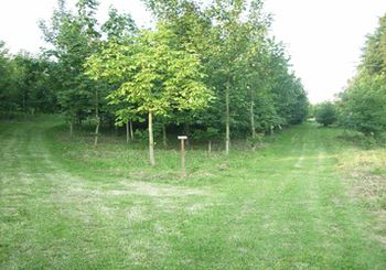 Arboretum_vue_arbres < Vervins < Aisne < Picardie - 