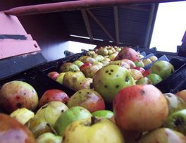 Pommes < Rozoy-sur-Serre < Thiérache < Aisne < Picardie - 