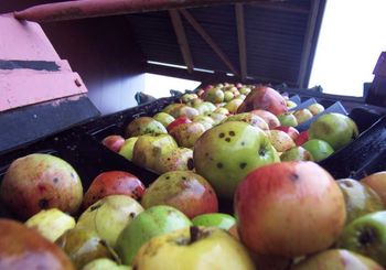 Pommes < Rozoy-sur-Serre < Thiérache < Aisne < Picardie - 